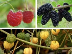 fruticultura - pequenos frutos