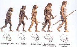 evolucao_humana