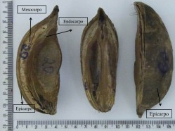 Fragmentos do coco babaçu.