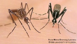 Aedes aegypti e A. albopictus. Foto: Florida medical Entomology Laboratory
