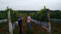 Laurent em visita a uma propriedade vitícolas na região do sul de Minas