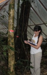 A doutoranda Deborah Apgaua coletando dados sob os painéis que excluem a chuva de uma parcela da floresta tropical úmida da Austrália