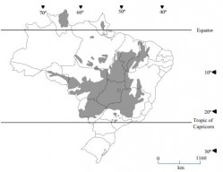 Distribuição das áreas de Cerrado no Brasil - adaptado do estudo pioneiro do professor Alfredo Lopes - 1977