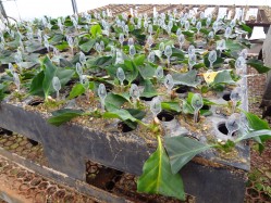 Experimento conduzido na casa de vegetação da InovaCafé para avaliar a viabilidade do processo de miniestaquia na formação de mudas clonais de Café Arábica