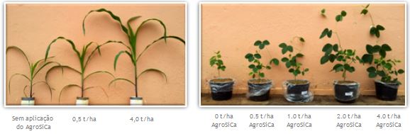 Visualização do efeito de AgroSica no crescimento de milho e soja