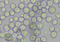 Células de Saccharomyces cerevisia, um dos microrganismos utilizados como inóculo para tratamento biológico do vinhoto.