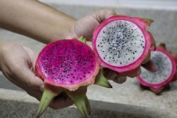 Pitaia: conheça a fruta exótica, típica do verão, que tem conquistado o  mercado brasileiro | Arquivo de notícias anteriores a Jan/2018 – DCOM UFLA