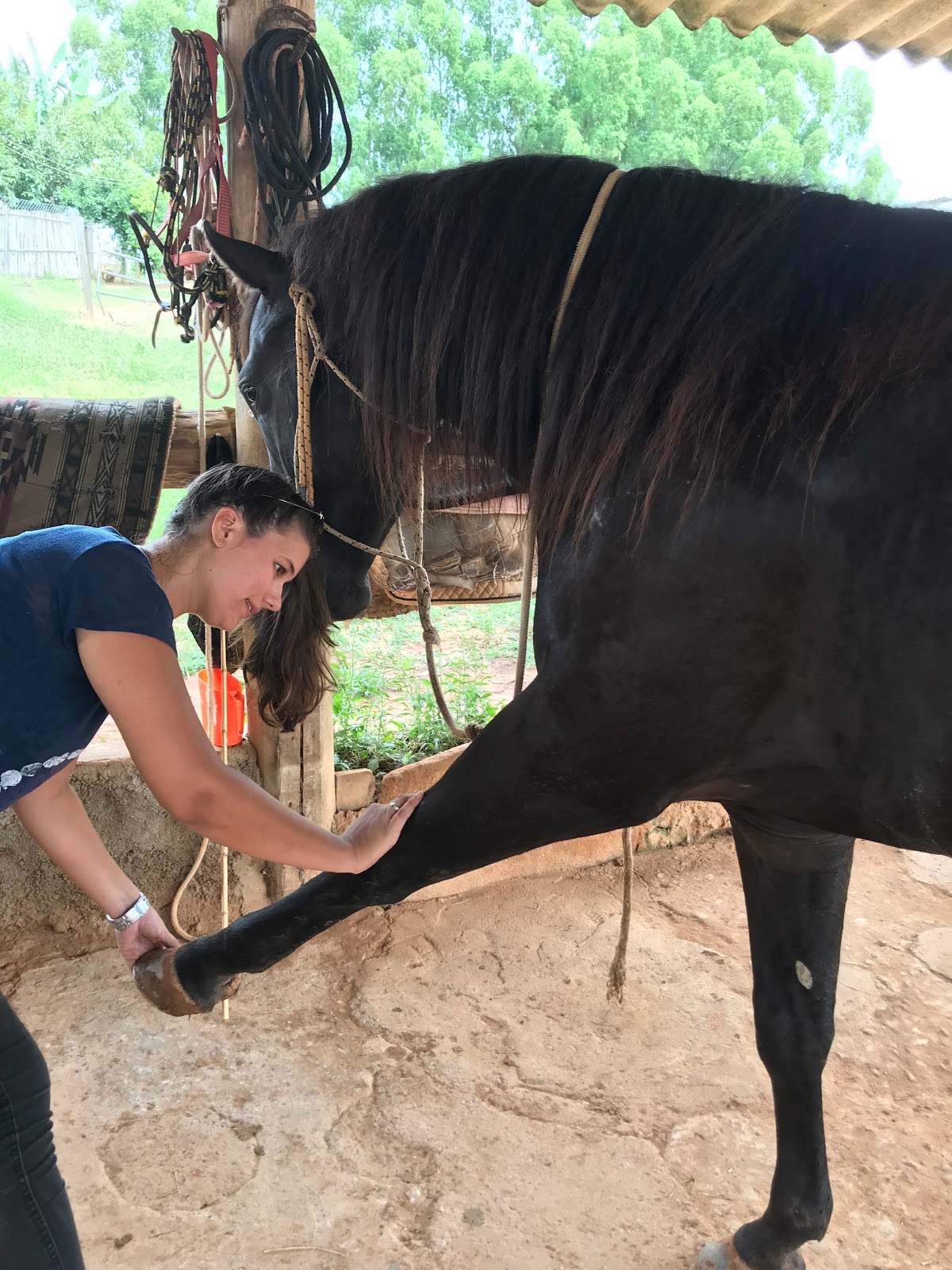 Resultado de imagem para fisioterapia animal ufla